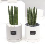 스투키-공기정화식물