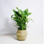 스파티필름-해초